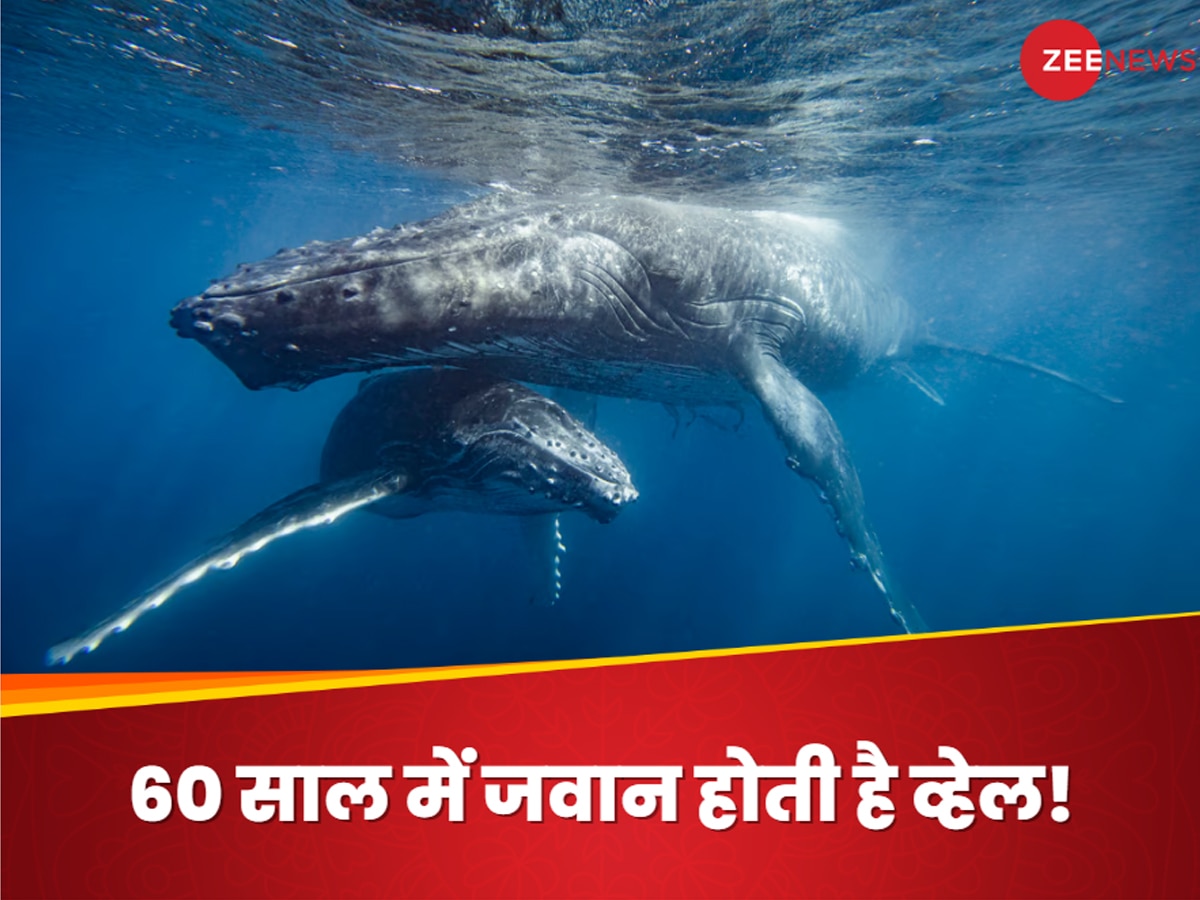 Whale Lifespan: जिंदगी जीते-जीते ऊब जाती होगी व्हेल.. इंसान की तो कई पुश्ते बीत जाएं, विशालकाय जीव के उम्र पर बड़ा खुलासा