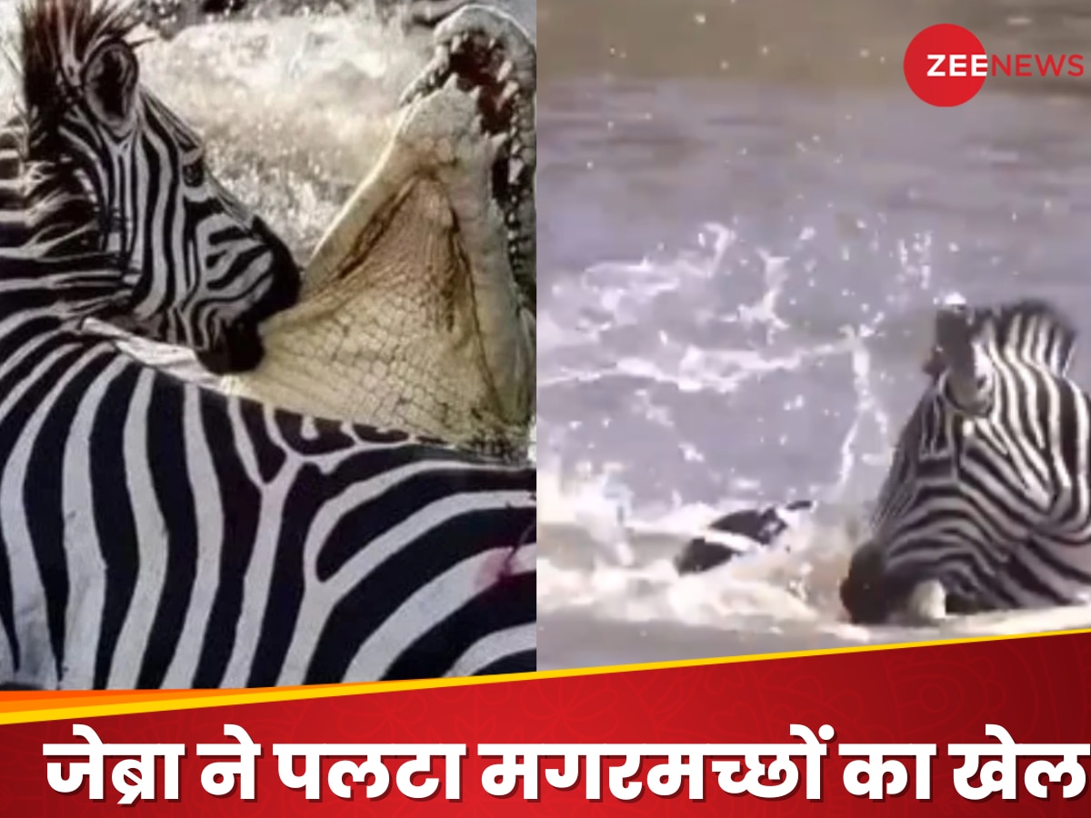 'भीगी बिल्ली' बना मगरमच्छ, मौत के मुंह से वापस आया जेब्रा, Video देख लोगों के छूट गए पसीने 