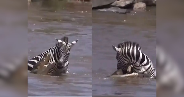 Viral Video: मगरमच्छ के जानलेवा हमले से बच गया Zebra, वीडियो देख नहीं होगा यकीन