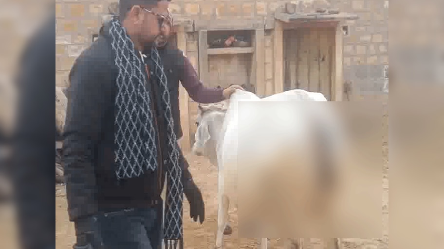 Jaisalmer News: बदमाशों ने 'गौ-माता' के साथ की क्रूरता, ग्रामीणों में भारी रोष