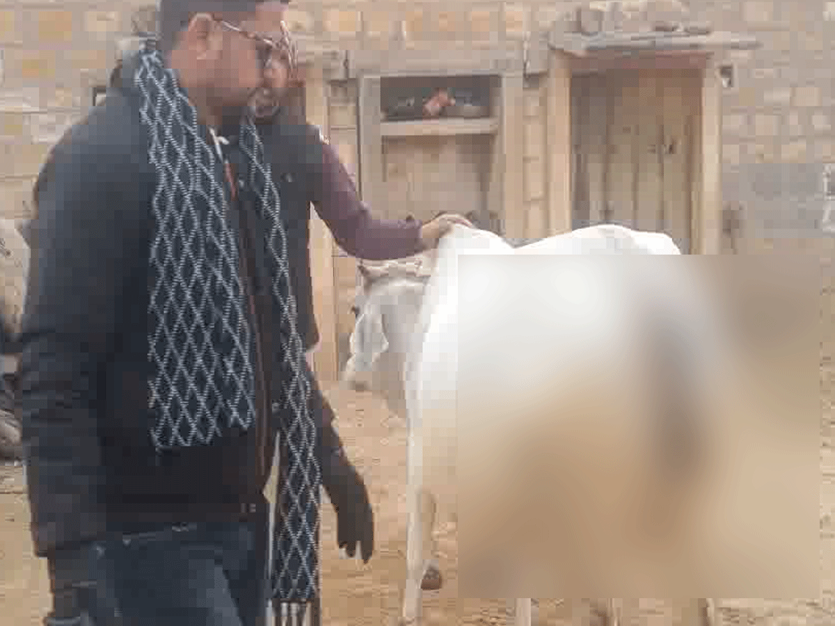 Jaisalmer News: बदमाशों ने 'गौ-माता' के साथ की क्रूरता, ग्रामीणों में भारी रोष Jaisalmer News: बदमाशों ने 'गौ-माता' के साथ की क्रूरता, ग्रामीणों में भारी रोष