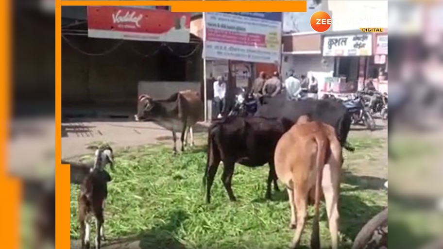 Pratapgarh News: हर्षोल्लास के साथ मनाया जा रहा मकर संक्रांति, दान पुण्य के साथ लोग गायों को खिला रहे हरा चारा
