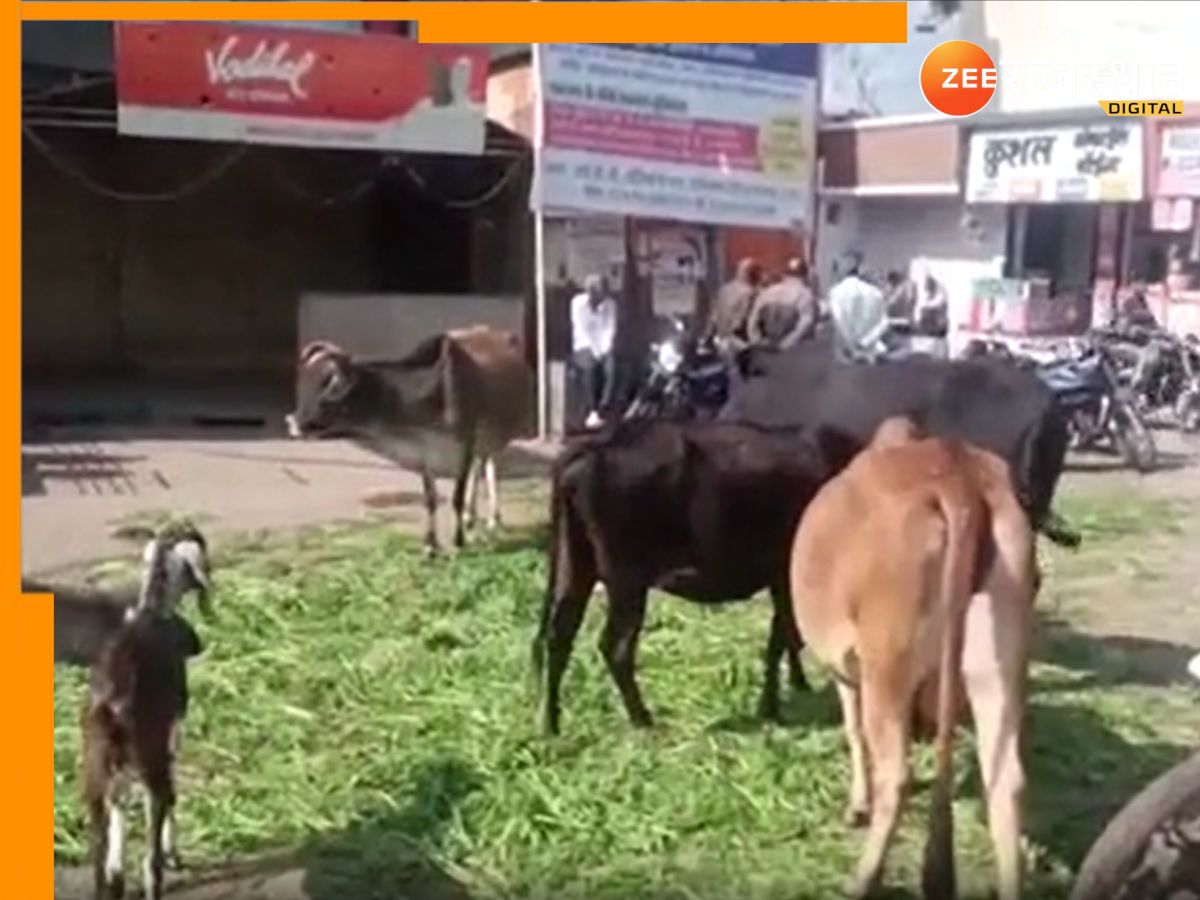 Pratapgarh News: हर्षोल्लास के साथ मनाया जा रहा मकर संक्रांति, दान पुण्य के साथ लोग गायों को खिला रहे हरा चारा Pratapgarh News: हर्षोल्लास के साथ मनाया जा रहा मकर संक्रांति, दान पुण्य के साथ लोग गायों को खिला रहे हरा चारा