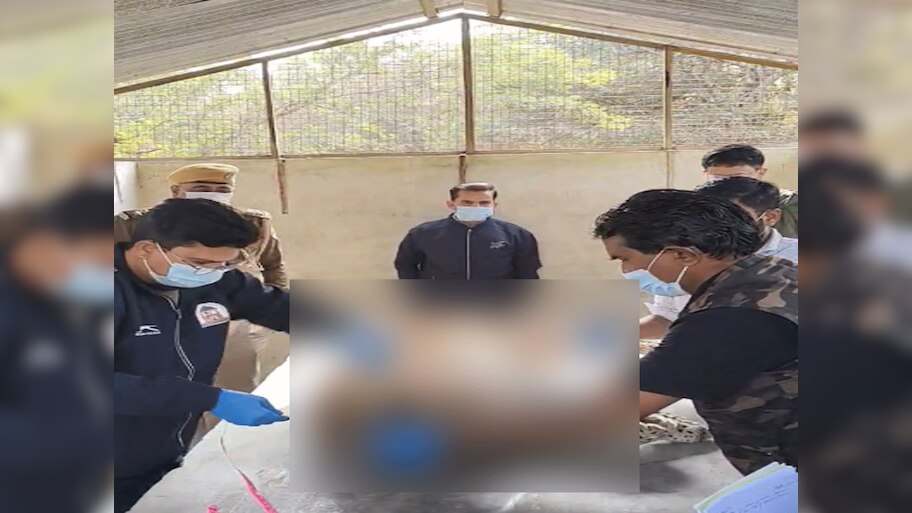 Sawai Madhopur News: रणथंभौर टाइगर रिजर्व के तीन लेपर्ड की हुई मौत, पोस्टमार्टम के बाद हुआ अंतिम संस्कार 