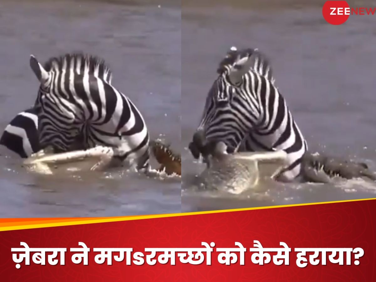 Crocodiles attacked Zebra