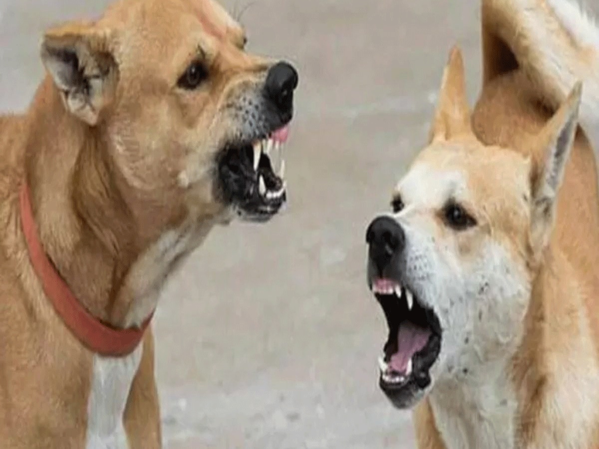 खैरथल बना आदमखोर कुत्तों का गढ़, लगातार बच्चों को बना रहे है निवाला, 15 दिन में तीन वारदात 