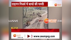 सतपुड़ा टाइगर रिजर्व में पर्यटकों को दिखा शानदारा नजारा, आप भी देखिए यह Video