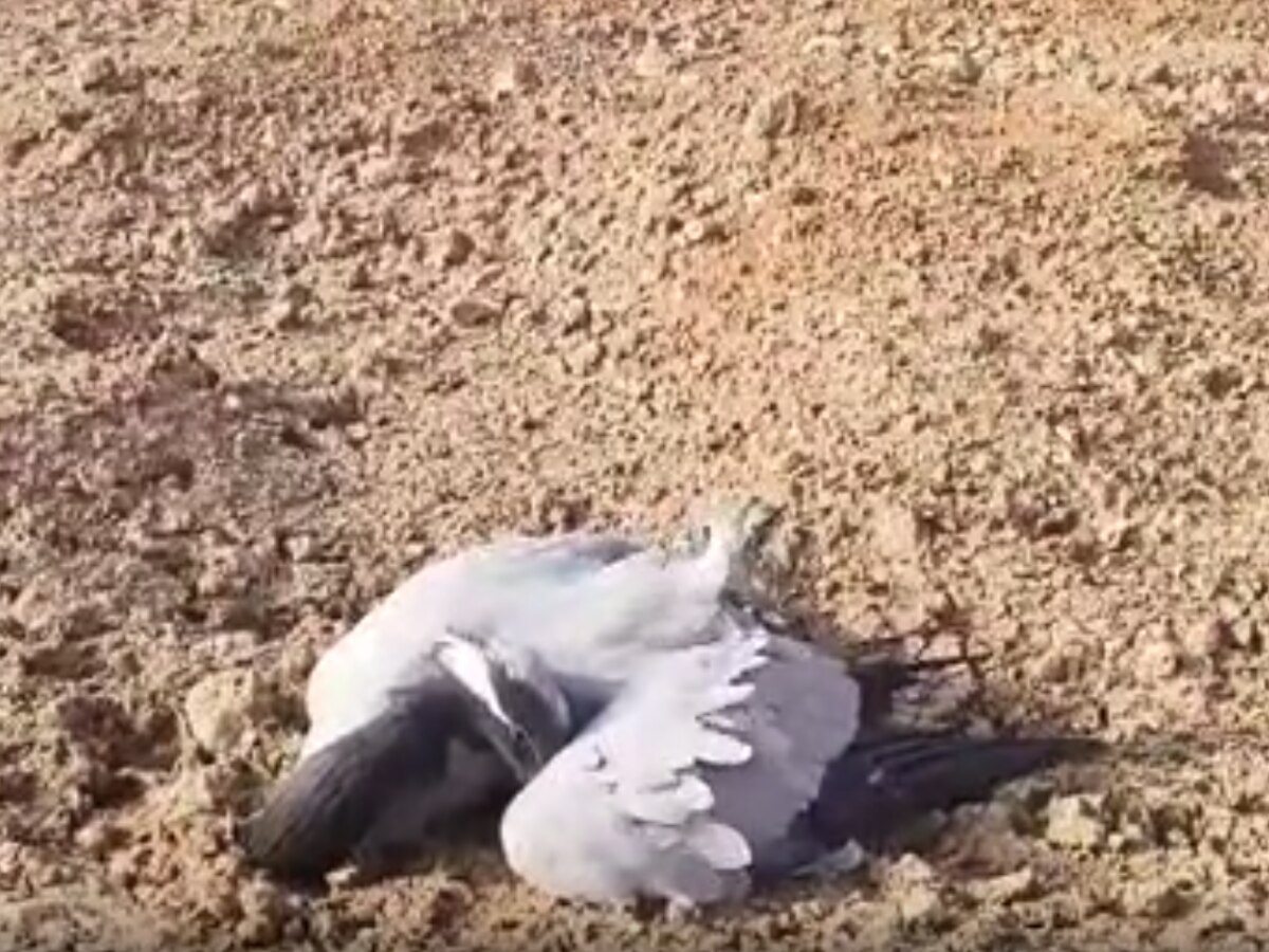 Jaisalmer News: कुरजा की मौत का आंकड़ा पहुँचा 14, 3 कुरजा के शव भेजे भोपाल लैब