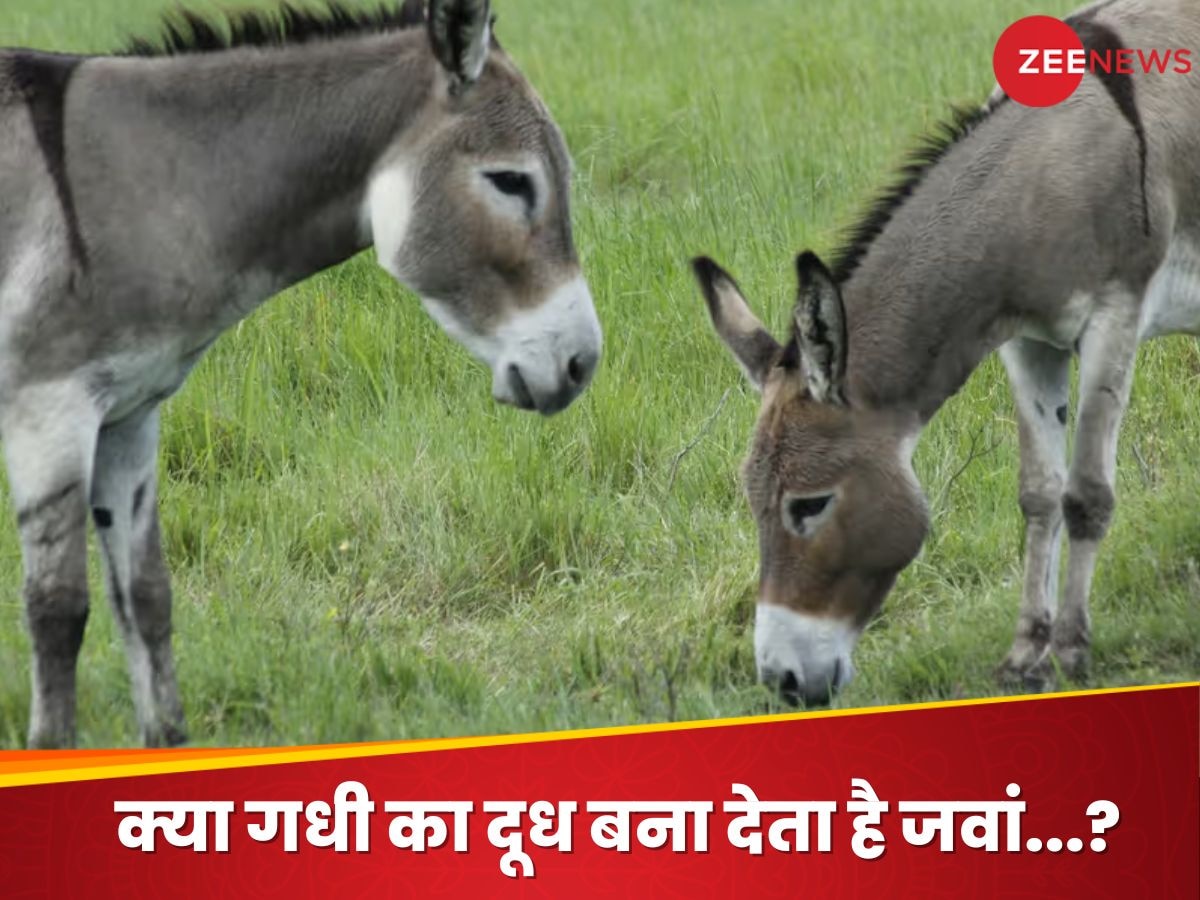 Unknown Facts of Donkey Milk