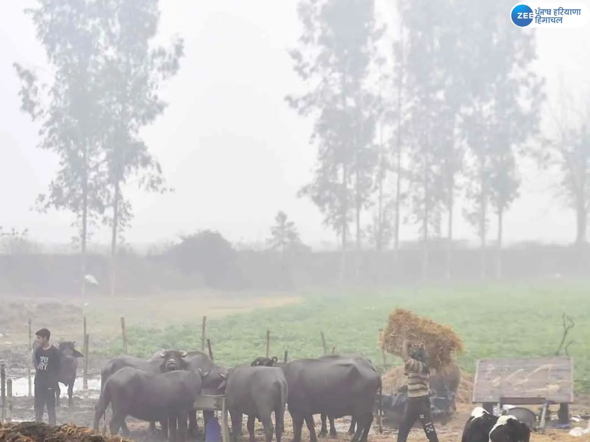 Punjab Weather Updates: ਠੰਢ ਤੇ ਸੰਘਣੀ ਧੁੰਦ ਨੇ ਰੋਕੀ ਜ਼ਿੰਦਗੀ ਦੀ ਰਫ਼ਤਾਰ; ਜਾਣੋ ਪੰਜਾਬ 'ਚ ਕਦੋਂ ਪਵੇਗਾ ਮੀਂਹ?