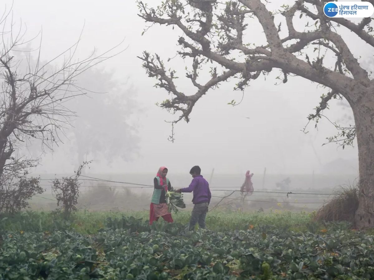 Punjab Weather News: ਪੰਜਾਬ ਦੇ ਕਈ ਜ਼ਿਲ੍ਹਿਆਂ ਵਿੱਚ ਧੁੰਦ ਤੇ ਕੜਾਕੇ ਦੀ ਠੰਢ ਦਾ ਕਹਿਰ ਜਾਰੀ