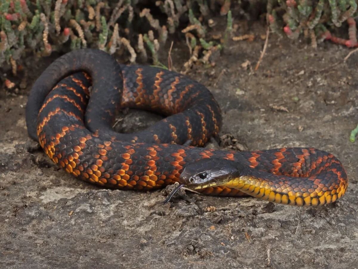 Snake Free Island in India| Lakshadweep | Knowledge with fact Union ...