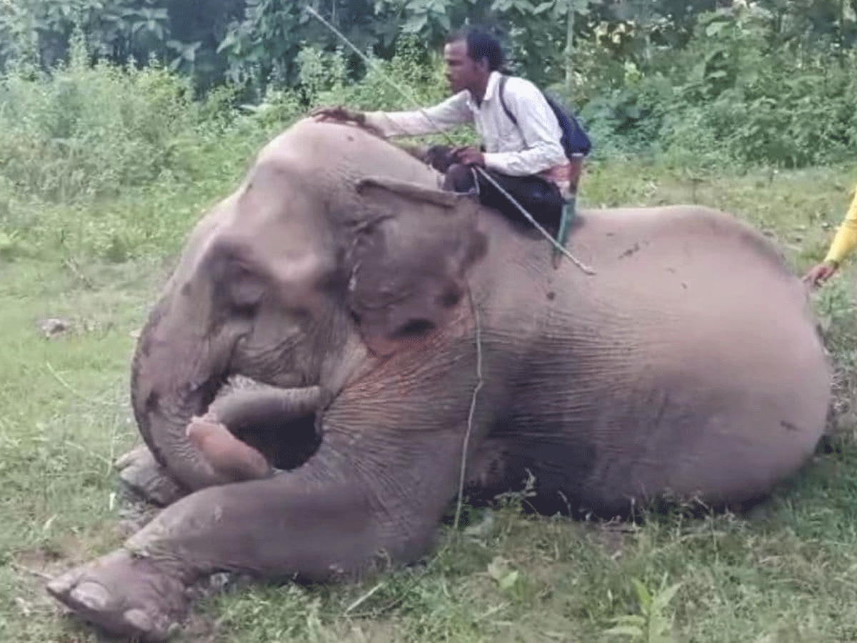 एक हाथी को लेकर भारत-बांग्लादेश में छिड़ गई कानूनी लड़ाई, नाम है 'चंद्रतारा'