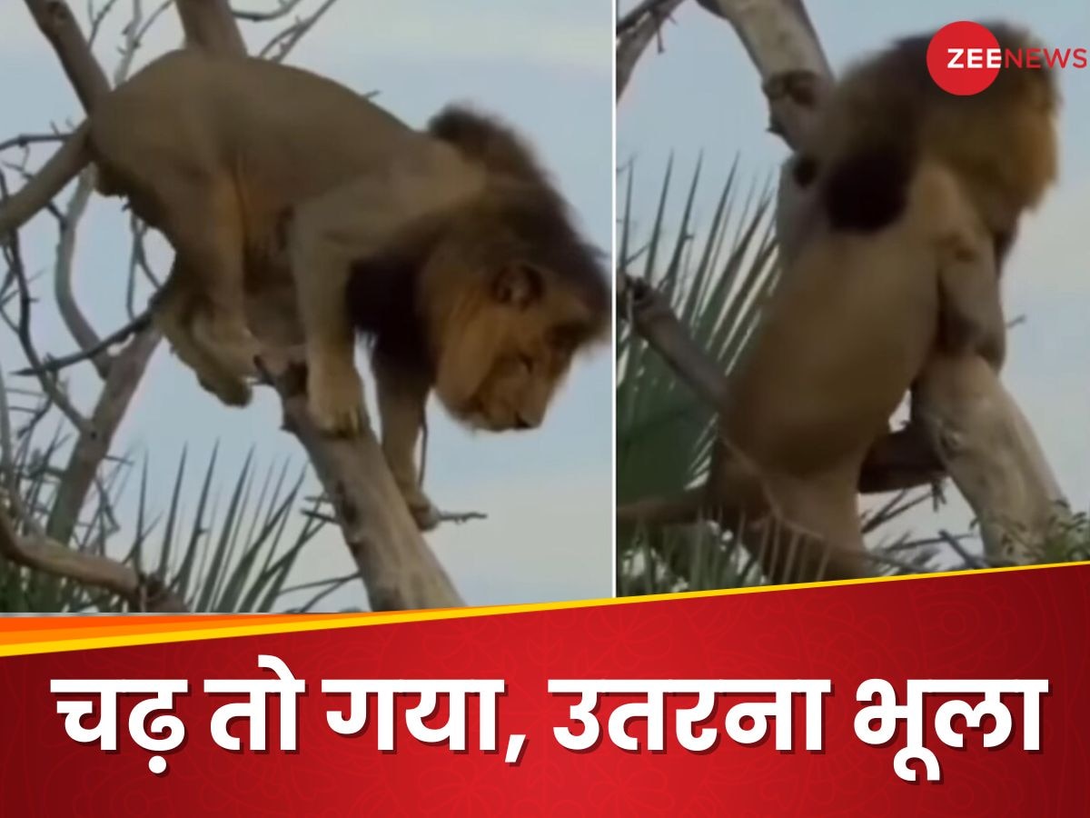 Video: पेड़ पर तो चढ़ गया लेकिन उतरना भूल गए 'जंगल के राजा', आखिर में जो हुआ उसे जरूर देखें