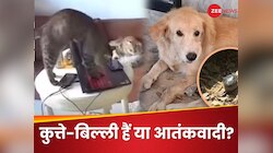 पालतू कुत्ते-बिल्ली हैं या आतंकवादी? एक ने भेजा रिजाइन लेटर तो एक घर उठा लाया BOMB