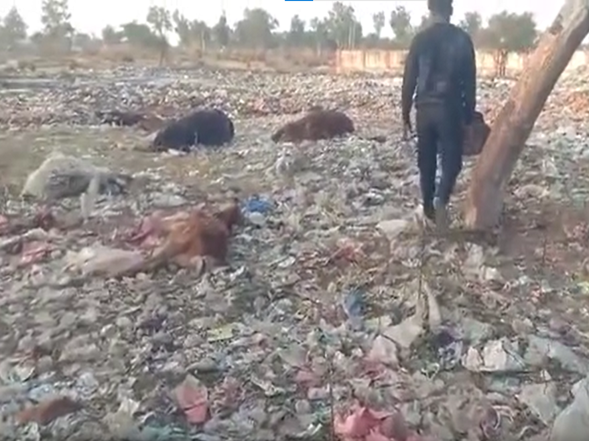 Sikar News: रींगस के डंपिंग यार्ड में जहरीले कचरा खाने से 2 दर्जन गायों की मौत, स्थानीय लोगों में गुस्सा Sikar News: रींगस के डंपिंग यार्ड में जहरीले कचरा खाने से 2 दर्जन गायों की मौत, स्थानीय लोगों में गुस्सा