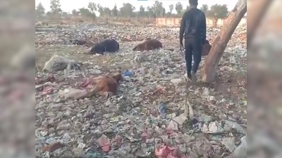 Sikar News: रींगस के डंपिंग यार्ड में जहरीले कचरा खाने से 2 दर्जन गायों की मौत, स्थानीय लोगों में गुस्सा