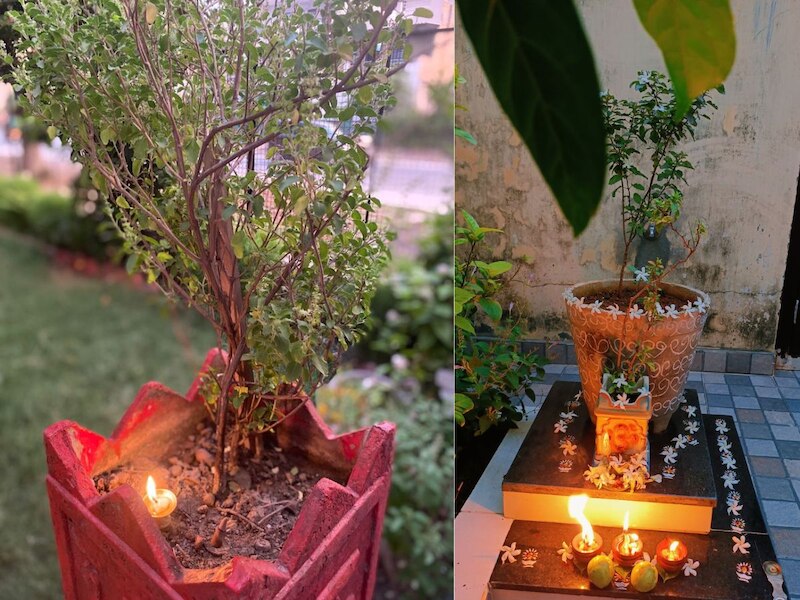 Light a Lamp on the Tulsi Plant