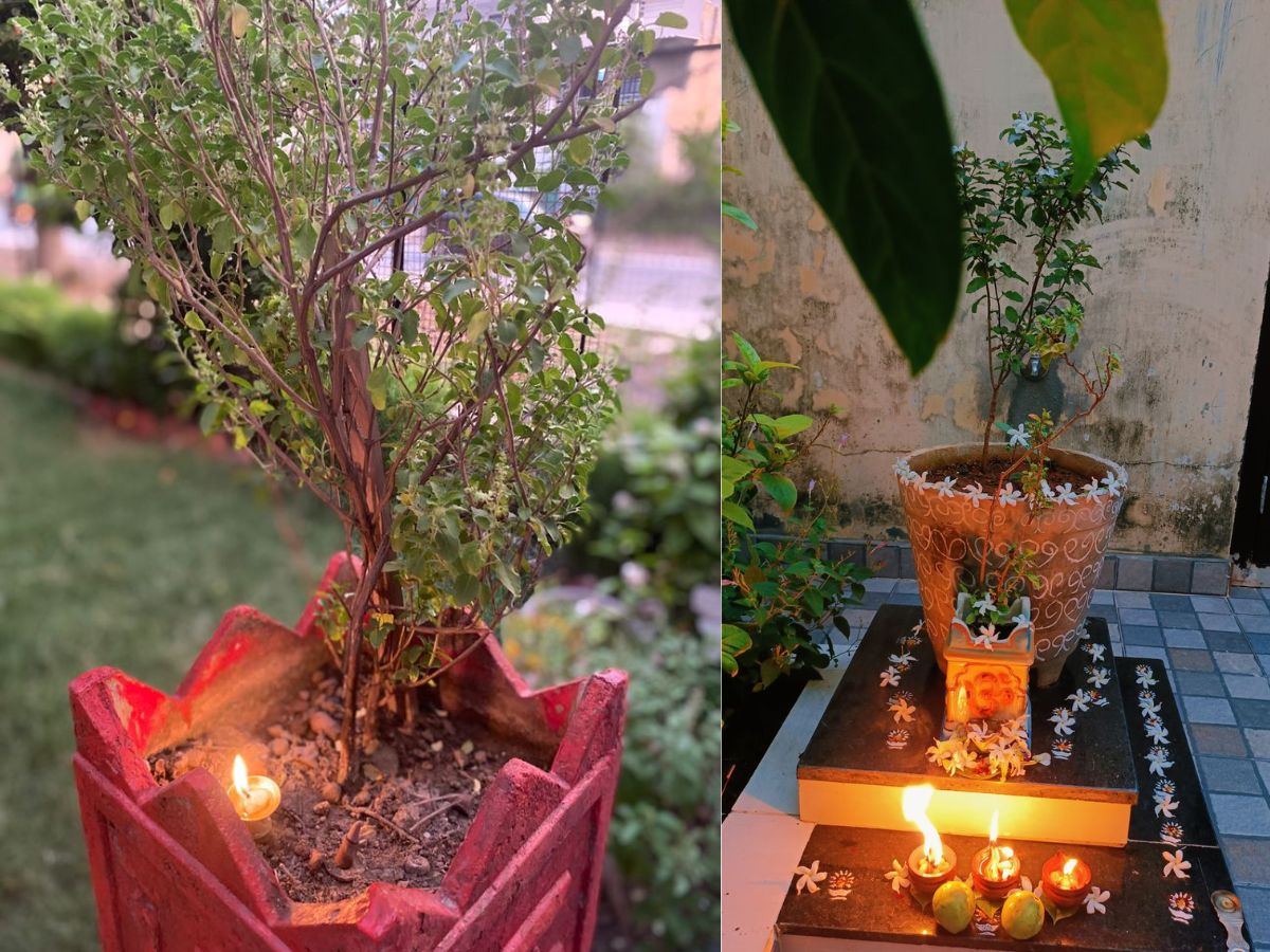Light a Lamp on the Tulsi Plant