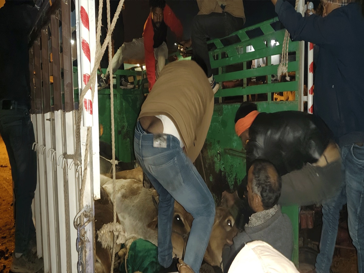 Sawai Madhopur News: पिकअप गाड़ी में गोवंश ले जा रहे तस्कर चढ़े बजरंग दल के हत्थे, 2 गए पकड़े 
