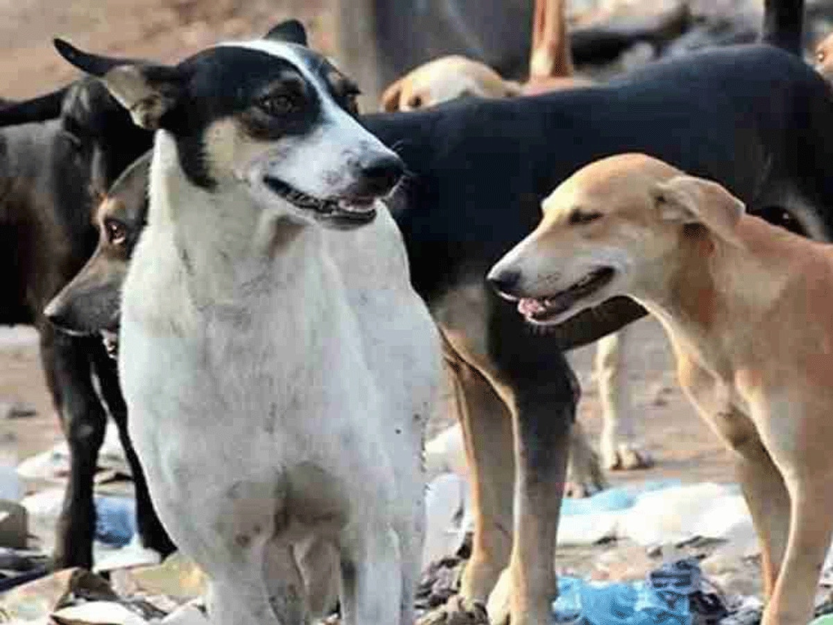 Alwar News:  5 साल के बच्चे को कुत्तों के झुंड ने नोंचा, हाथ का आधा हिस्सा डाला चबा 