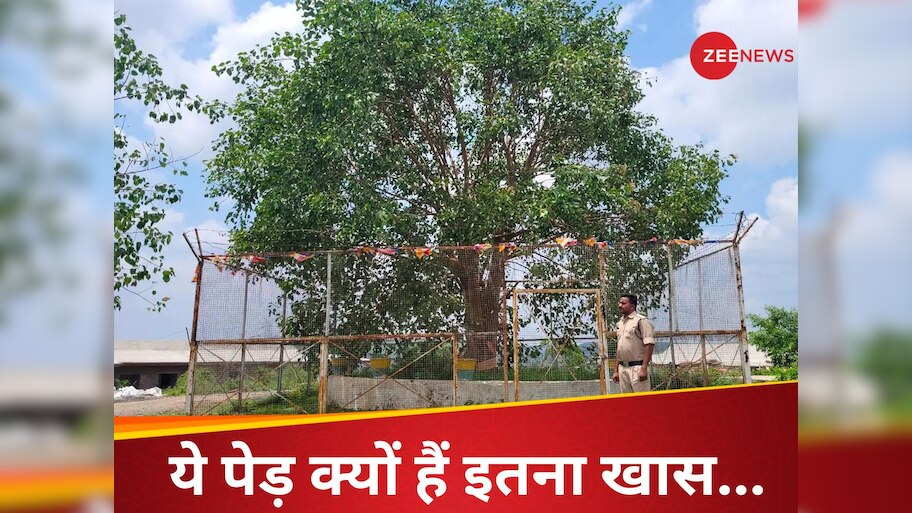 First VVIP Tree of India | Buddhist Tree Connection | Bodhi Tree ...