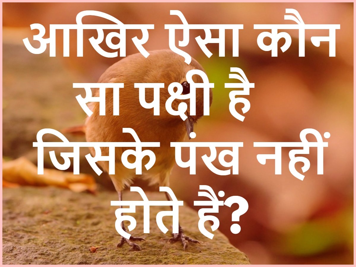 GK Quiz: दुनिया में ऐसा कौन सा पक्षी है जिसके पंख नहीं होते हैं?