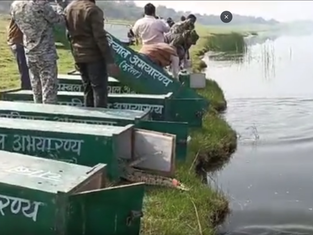 Dholpur News: चंबल नदी में घड़ियाल संरक्षण को नई दिशा, 32 घड़ियाल और एक मगरमच्छ को मिला नया घर