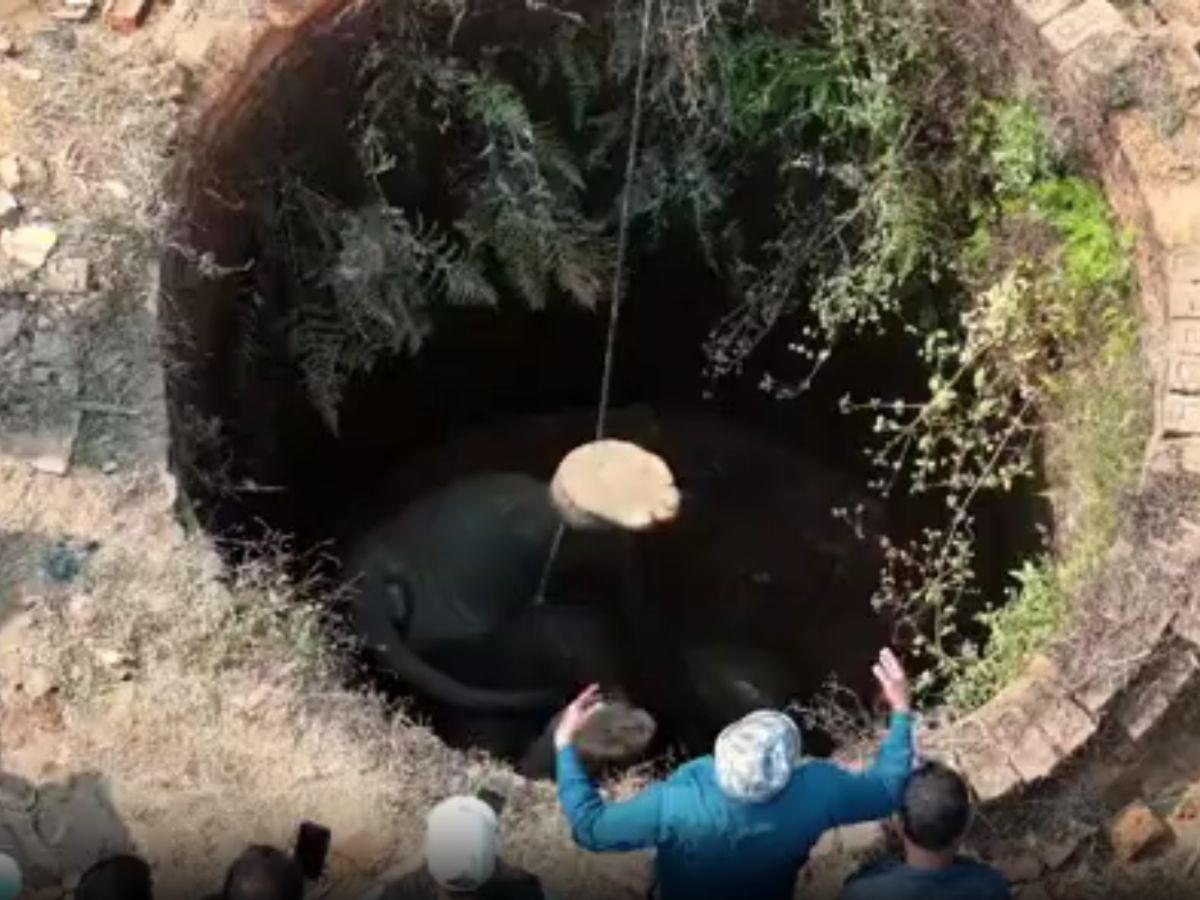 ऑक्सीजन की कमी से हुई हाथी की मौत