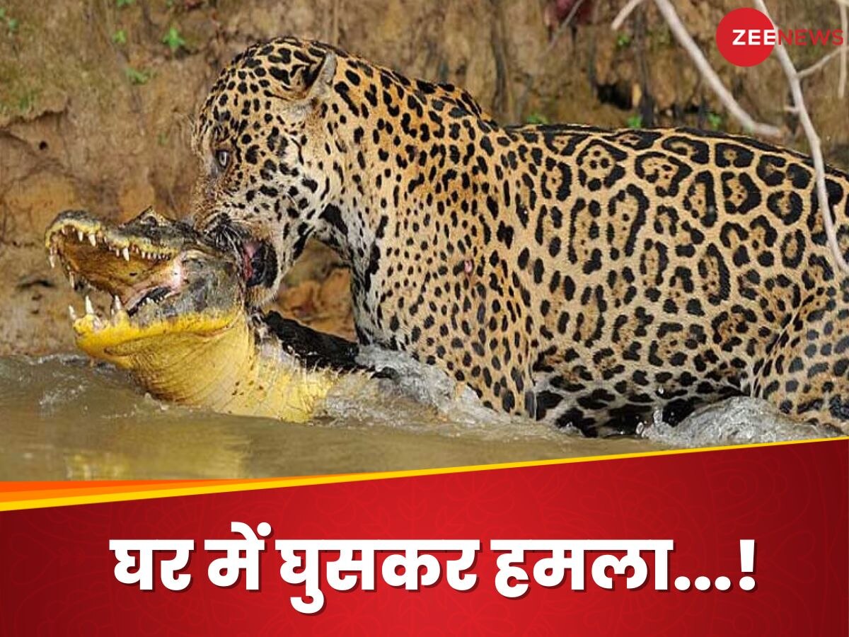 Crocodile and Jaguar Fight Video