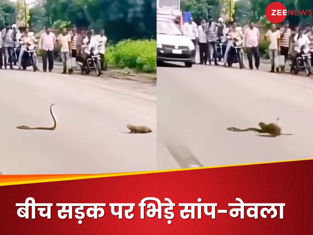 Snake Mongoose Fight Video