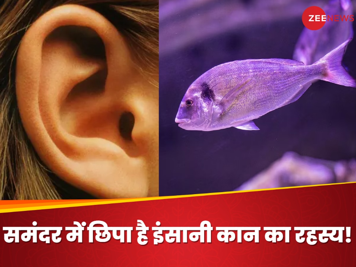 Science: हमारे कानों का है मछली से खास कनेक्शन... वैज्ञानिकों ने समंदर से खोज निकाली वो मछली जिसने हमें कान दिये!