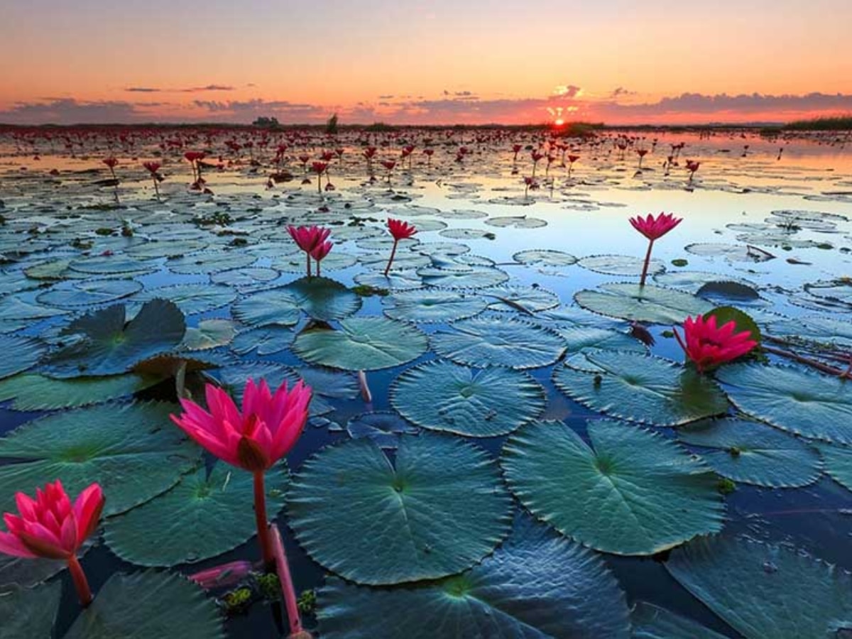 indore lotus valley of gulawat is known as mini kashmir of madhya pradesh  know about it | MP में इंदौर के पास है 'मिनी कश्मीर', यहां के दिलकश नजारे  मोह लेंगे मन