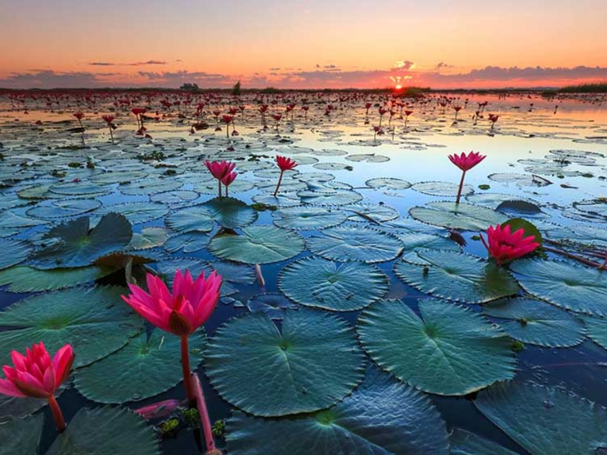 indore lotus valley of gulawat is known as mini kashmir of madhya pradesh know about it | MP में इंदौर के पास है 'मिनी कश्मीर', यहां के दिलकश नजारे मोह लेंगे मन