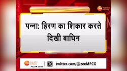 पन्ना टाइगर रिजर्व में आमने-सामने आए हिरण और बाघिन, पर्यटकों ने बनाया Video