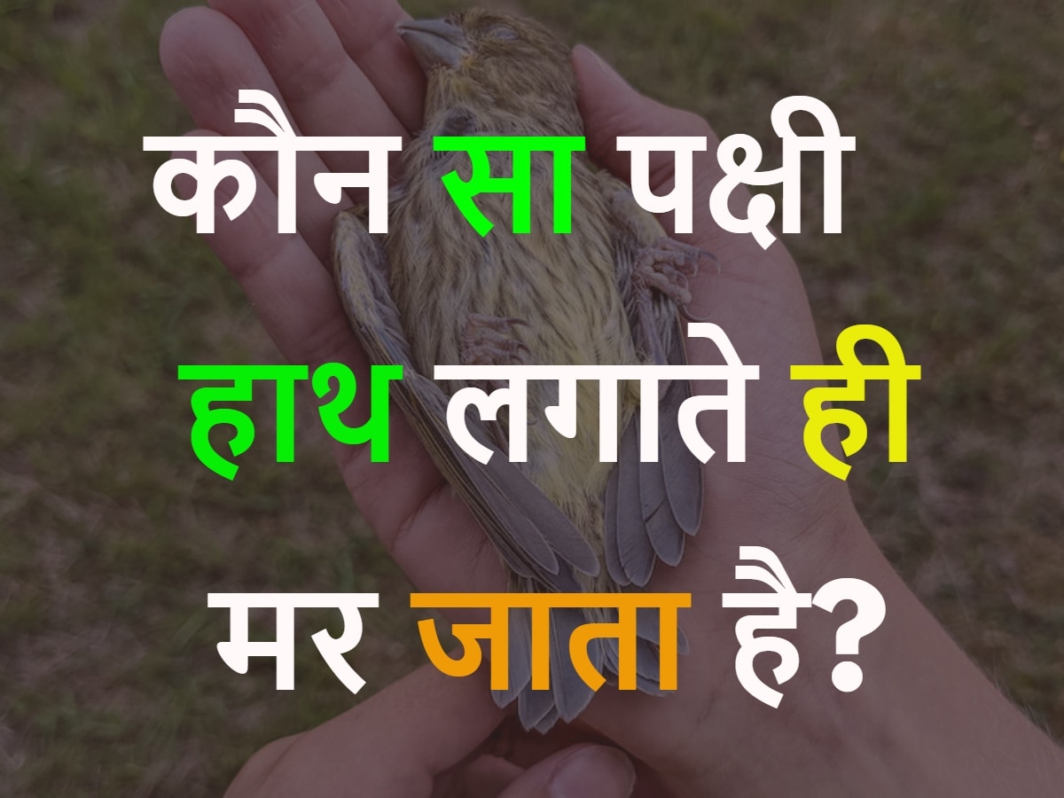 GK Quiz: कौन सा पक्षी हाथ लगाते ही मर जाता है?