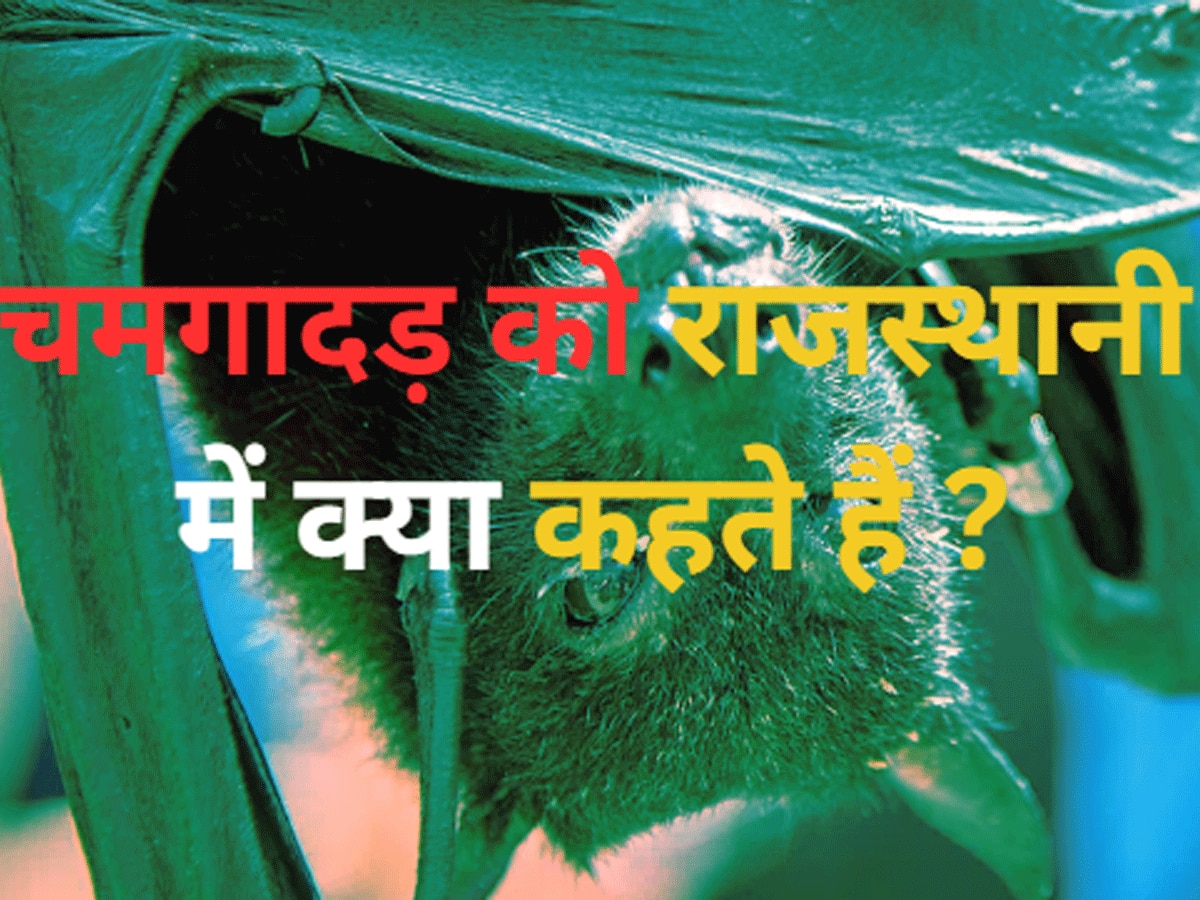 Trending Quiz rajasthan gk question bat what bat called in Marwari Rajasthani 