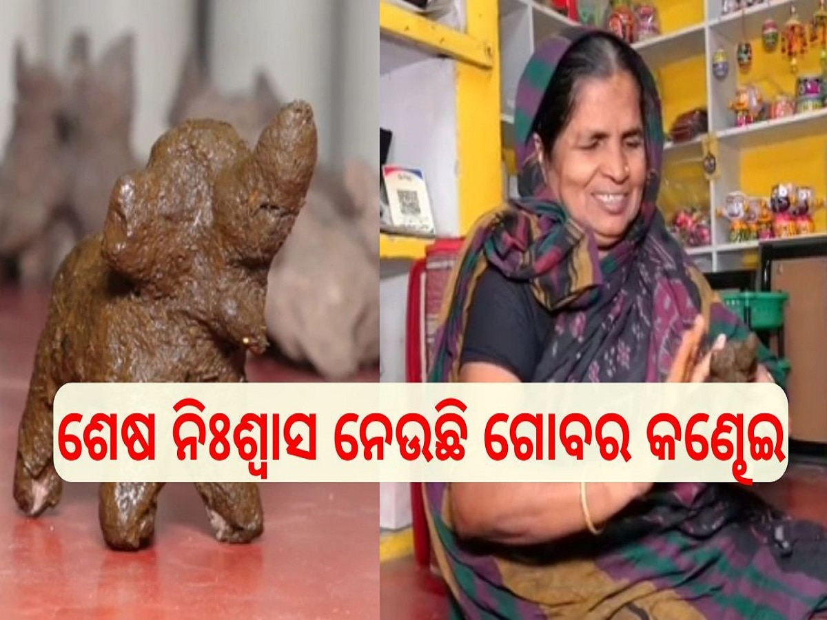 Gobara Kandhei: ଶେଷ ନିଃଶ୍ବାସ ନେଉଛି ଗୋବର କଣ୍ଢେଇ, ଅସ୍ଥିତ୍ୱ ଉପରେ ପ୍ରଶ୍ନବାଚୀ!