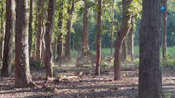 Tigers fight: ପରସ୍ପର ସହ ଲଢ଼ି ପଡିଲେ ୨ ବାଘ,  କିଛି ସମୟ ମଧ୍ୟରେ ନେଲା ଭୟଙ୍କର ରୂପ