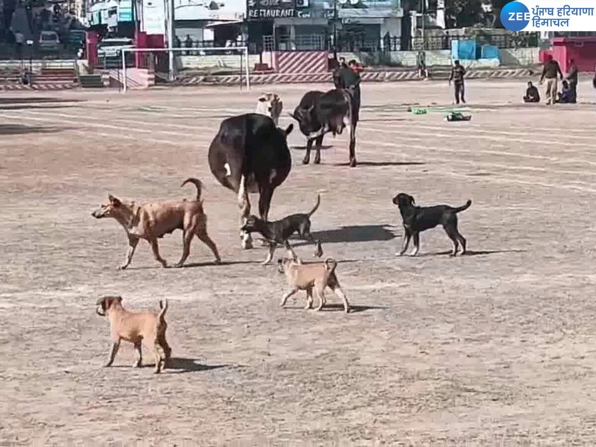 Nahan: शहर से आवारा पशुओं को किया जा रहा काऊ सेंचुरी शिफ्ट, पालतू कुत्तों का पंजीकरण करवाना अनिवार्य 