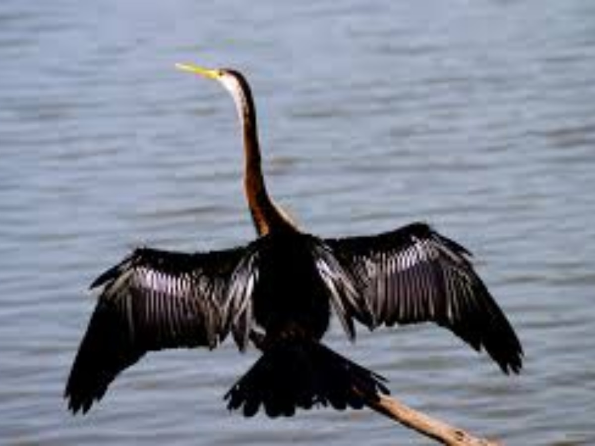 Keoladeo Bird Sanctuary