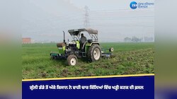 ਗੁੱਲੀ ਡੰਡੇ ਤੋਂ ਅੱਕੇ ਕਿਸਾਨ ਨੇ ਵਾਹੀ ਚਾਰ ਕਿੱਲਿਆਂ ਵਿੱਚ ਖੜ੍ਹੀ ਕਣਕ ਦੀ ਫ਼ਸਲ