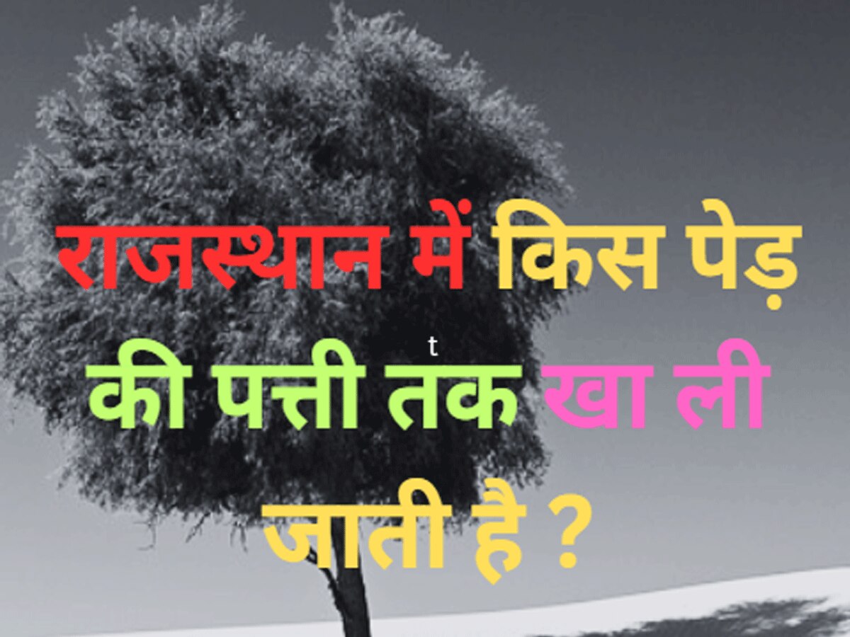 Trending Quiz rajasthan gk question even leaves also eaten of this tree of Rajasthan 