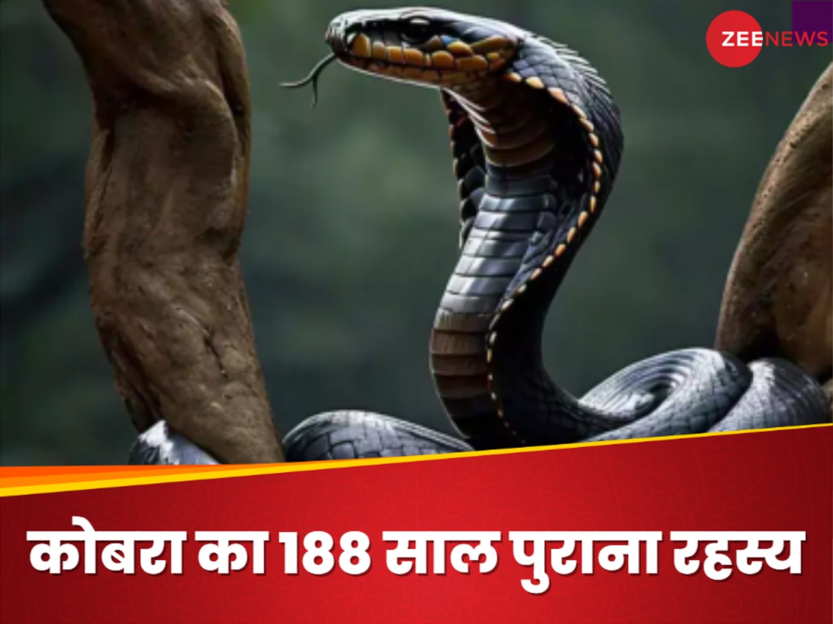 King Cobra: किंग कोबरा का 188 साल पुराना रहस्य सुलझा, वैज्ञानिकों ने किया चौंकाने वाला खुलासा