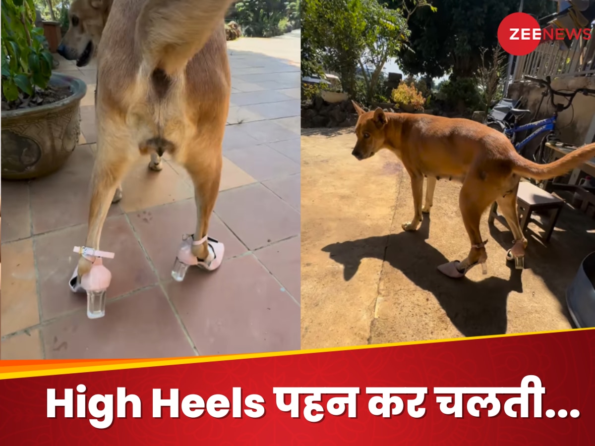 Watch: क्या चाल-ढाल है... कुत्ते को पहना दी High Heels, वीडियो देख याद आ जाएगा 'Dance Basanti' सॉन्ग 