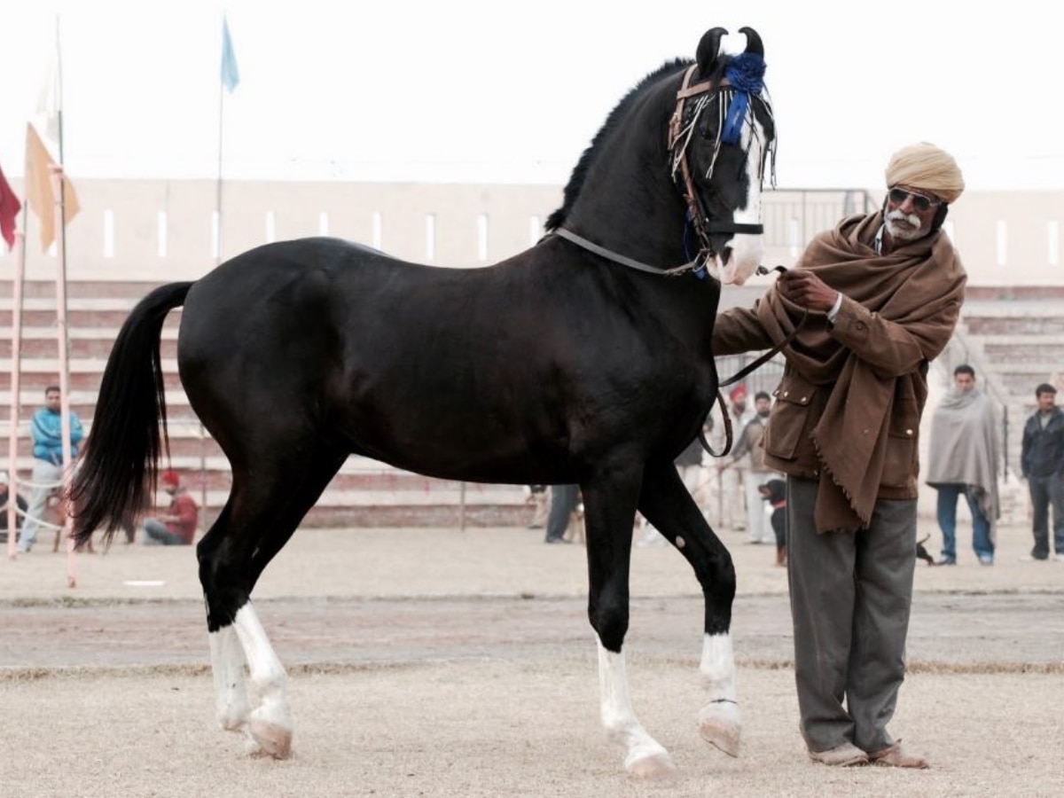 Marwar Horse Show 