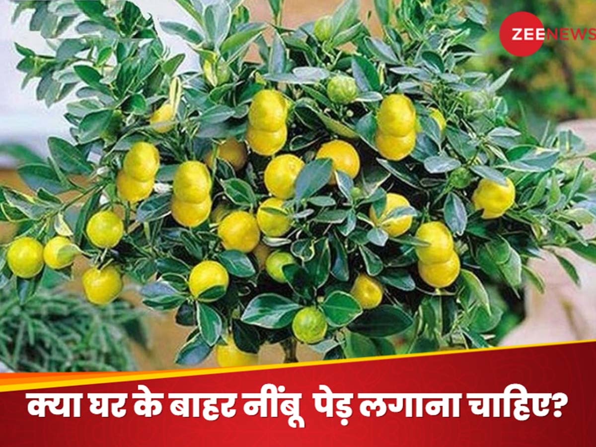 Plant Vastu Tips: घर के बाहर नींबू का पेड़ लगाना शुभ होता है या अशुभ? आपके भाग्य से जुड़ा है रहस्य