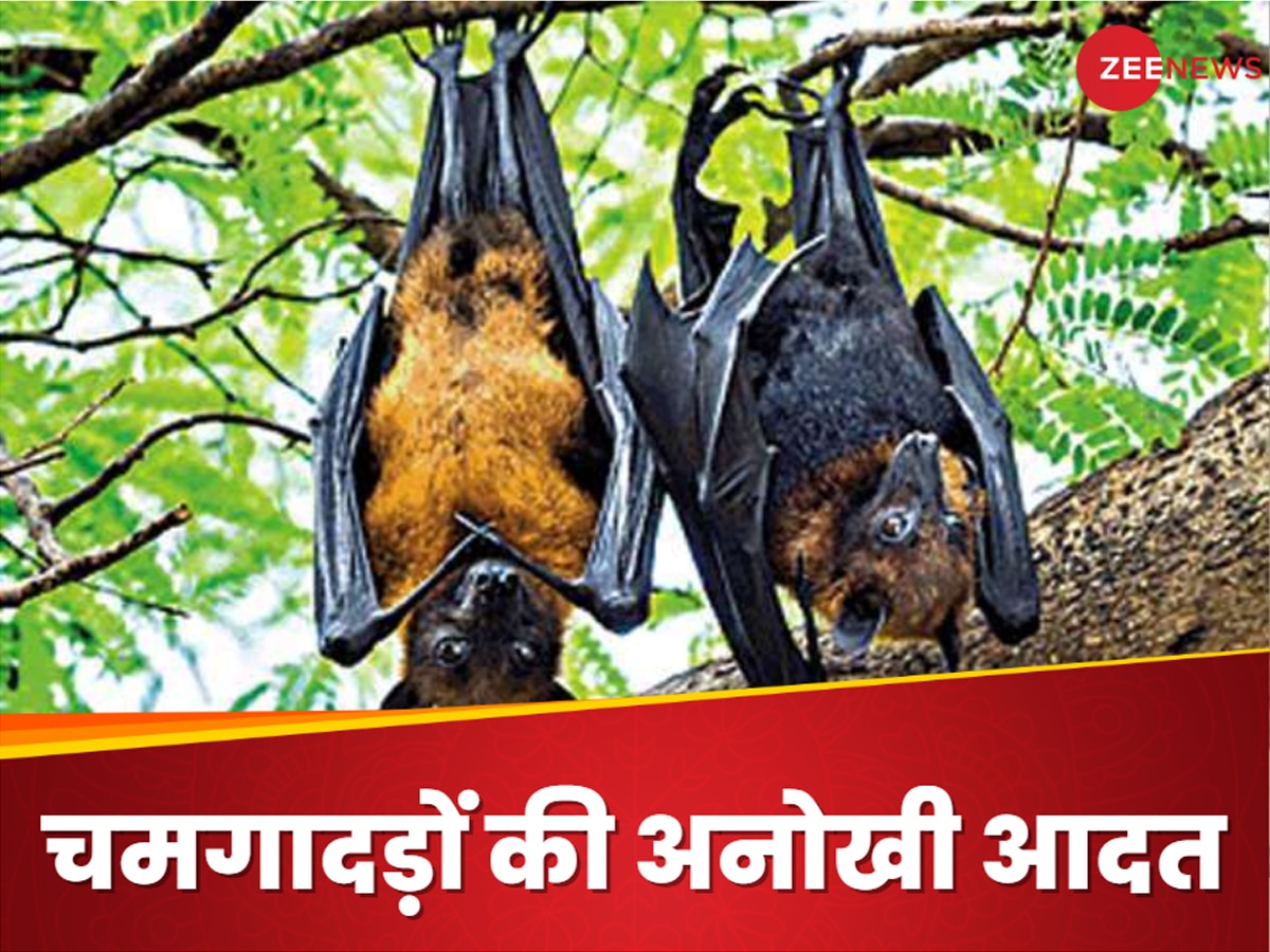 Bat Sleep: चमगादड़ उल्टा लटककर क्यों सोता है.. गिरता भी नहीं? बेहद दिलचस्प है इसके पीछे का साइंस