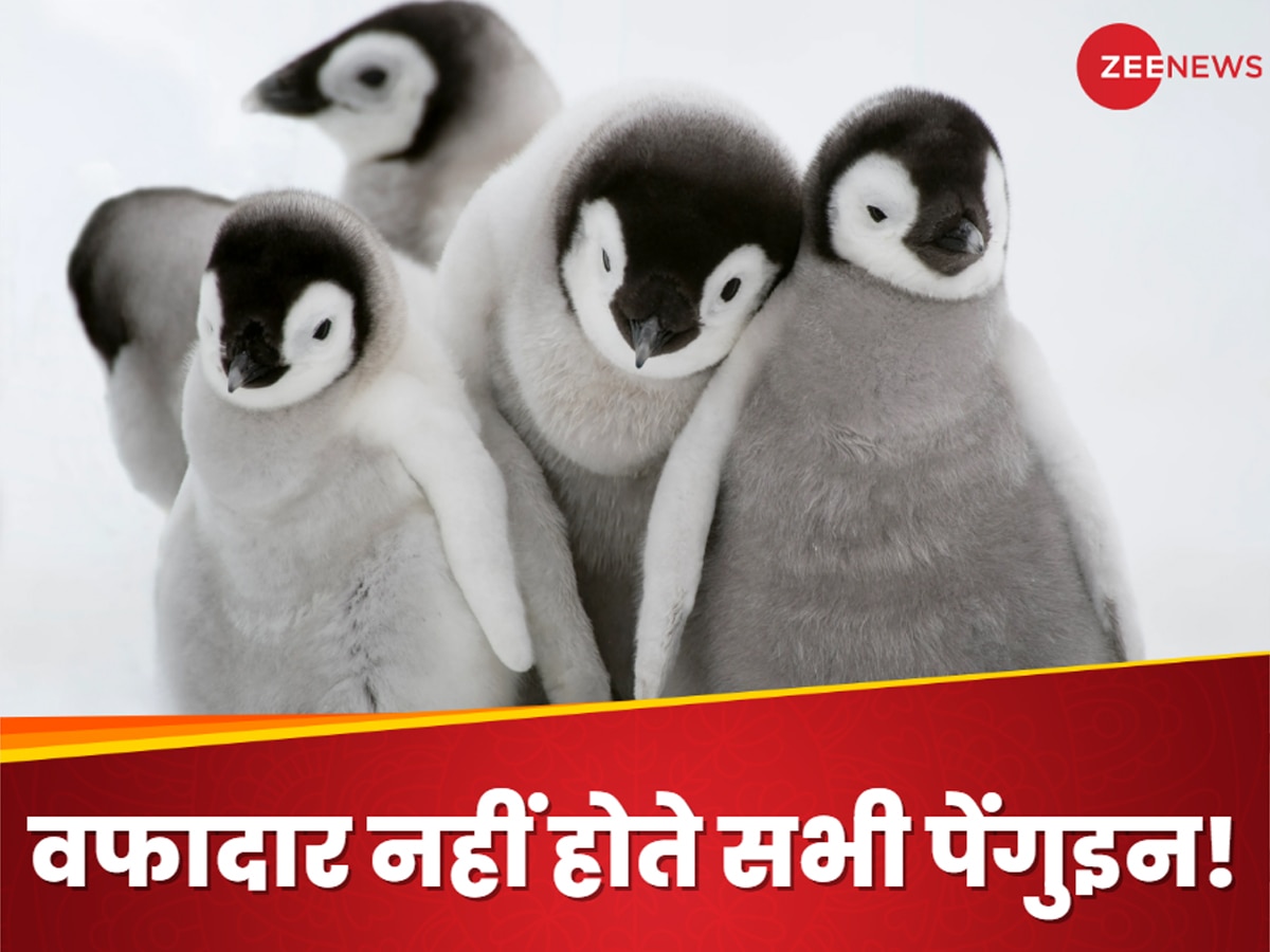 Penguin: बेवफा होती है पेंगुइन.. नए के लिए पुराने पार्टनर को दे देती है तलाक, वैज्ञानिकों ने सुलझा लिया बड़ा रहस्य