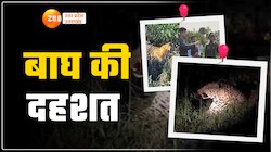 Tiger Video: लखनऊ से सीतापुर पहुंचा टाइगर, खेतों में घूमता नजर आया 